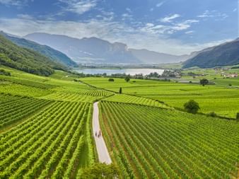 Vue aérienne des rangées de vignes vertes menant au lac de Caldaro en Tyrol du Sud, avec montagnes et ciel bleu en arrière-plan.