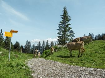 Brown cows grazing on green alpine meadow along gravel hiking trail with yellow signpost. Conifer trees and blue sky in background.