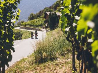 Zwei Velofahrer fahren auf Nebenstrasse im Wallis. Im Vordergrund Weinreben.