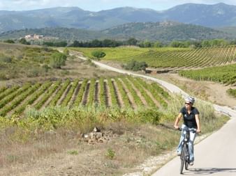 Fahrradfahrerin auf dem Weg durch katalanische Weinberge Frau fährt mit dem Velo durch eine hügelige Weinregion