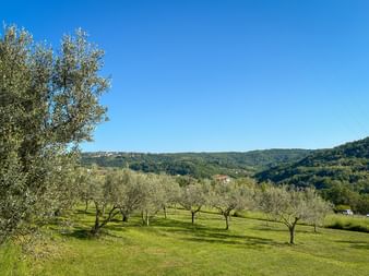 Olivenhain mit verstreuten Bäumen auf grünem Gras unter klarem blauen Himmel. Bewaldete Hügel und ein Haus im Hintergrund bei Dobrava.