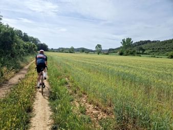 Radfahrer in gestreiftem Trikot auf Feldweg neben grünem Weizenfeld in Nordkatalonien, mit Bäumen und Hügeln unter bewölktem Himmel.