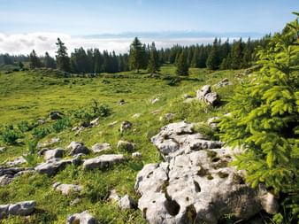 Wiese mit einem Wald im Hintergrund. Jura-Höhenweg. Wanderferien mit Eurotrek.
