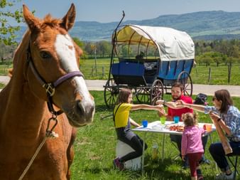 Une famille de quatre personnes est assise dans la prairie, autour d'une table carrée, et fait un pique-nique. Le cheval est à côté et la roulotte en arrière-plan. Vacances en roulotte avec Eurotrek.
