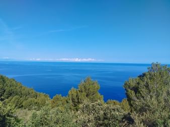 Blick auf Bäume und das weite Mittelmeer in Mallorca.
