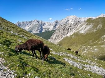 Dunkelwollige Schafe weiden auf grüner Almwiese mit dramatischen Karwendel-Berggipfeln im Hintergrund unter blauem Himmel.