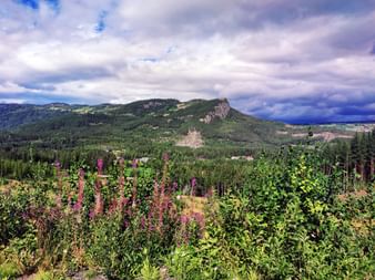 Rosa Wildblumen im Vordergrund mit bewaldeten Bergen unter dramatischem Wolkenhimmel in Norwegen. Grüne Täler und Wälder in der Ferne.