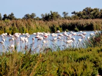 Grand groupe de flamants roses pataugeant dans l'eau peu profonde, entourés de hautes herbes marécageuses en Provence, avec des arbres en arrière-plan.