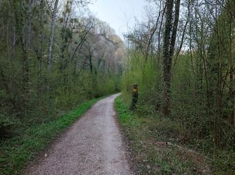 Waldweg zwischen Estavayer-le-Lac und Cheyres.