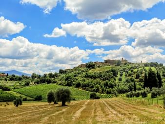 Blick auf San Gimignanos mittelalterliche Steintürme auf einem Hügel in der Toskana, umgeben von Weinbergen und Olivenhainen unter blauem Himmel.