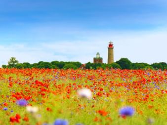Champ de coquelicots avec phares sur Rügen Champ de coquelicots rouge vif avec bleuets sur l'île de Rügen. Deux phares visibles en arrière-plan parmi les arbres verts sous ciel bleu.