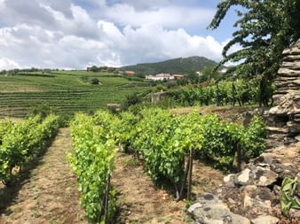 Terrassierte Weinberge im Douro-Tal bei Vilarinho de São Romão mit Steinmauer, grünen Reben, weißen Häusern und Hügeln unter bewölktem Himmel.