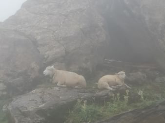 Man sieht zwei weisse Schafe auf steilen Steinen liegen.