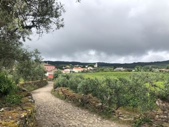 Gepflasterter Weg durch Weinberge im Douro-Tal mit Olivenbäumen, der zu einem Dorf mit bunten Häusern unter bewölktem Himmel führt.