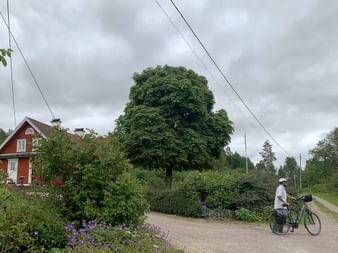 Radfahrer mit beladenem Fahrrad auf Schotterstraße in schwedischer Landschaft. Rotes Holzhaus mit Garten und großem Baum unter bewölktem Himmel.