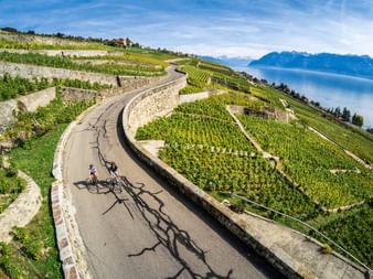 Deux cyclistes sur une route sinueuse à travers les vignobles en terrasses de Lavaux, avec le lac Léman et les Alpes enneigées en arrière-plan.