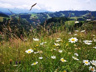 Blumenwiese im Entlebuch mit Hügellandschaft im Hintergrund