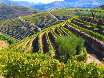 Weinbaugebiet im Douro Tal