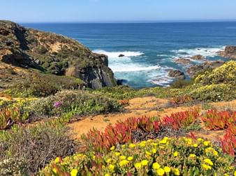 Blumen an der Felsenküste