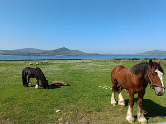 2 chevaux paissant dans une verte prairie en Irlande