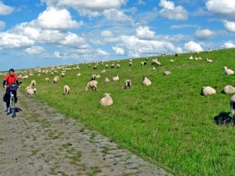 Eine Radfahrerin fährt entlang des Deiches mit einer Schafherde rund um den Radweg