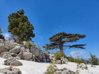 Zwei grosse Bäume und Felsen ragen aus der Schneedecke