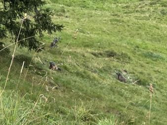 Vier Murmeltiere auf einer grünen Almwiese nahe einer Konifere. Die Tiere sind über den Grashang in der Ostschweiz verteilt.