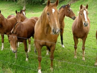 Eine Herde mit braunen Pferden auf einem eingezäunten Weideland. Alle Pferde haben einen weissen Fleck auf der Nase. Die einen grösser, die anderen kleiner.