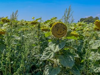 Sonnenblumen in der Sonne.