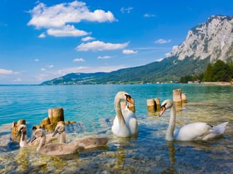 Swans on the turquoise Attersee