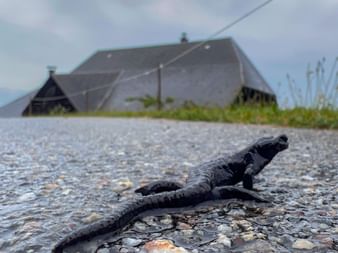Ein schwarzer Alpensalamander auf nasser Strasse