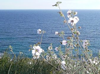 Das offene Meer, vom Land aus, in blühenden Blumenwiesen fotografiert.