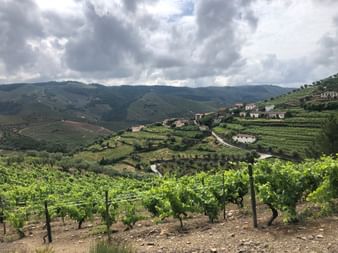 Terrassierte Weinberge im Douro-Tal nahe Pinhão mit grünen Weinreben im Vordergrund, sanften Hügeln, verstreuten Häusern und dramatischem Wolkenhimmel.