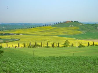 Gelbe toskanische Blumenwiesen