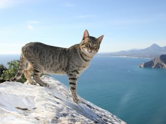Eine Katze steht auf einer Mauer in Alicante.