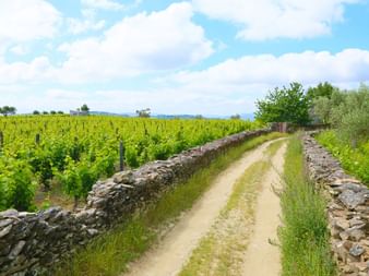 Grüne Weinreben und schöne Wanderpfade im Douro-Tal
