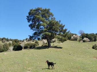 Auf einer Wiese befindet sich ein kleiner Hund vor einem grossen Baum im Hintergrund