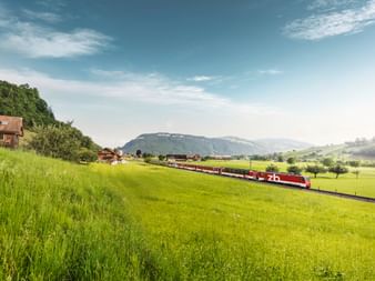 Eine grüne Wiese und dahinter ein roter Zug, der Engelberg-Express.