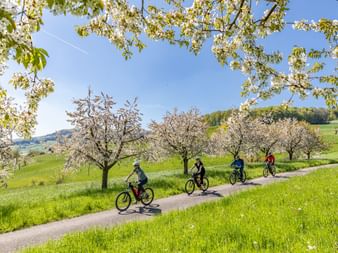 Vier Radfahrer fahren durch blühende Obstgärten auf einem asphaltierten Weg in der Region Basel. Weiße Kirschblüten rahmen die Szene.
