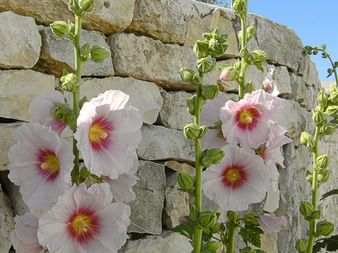 Steinmauer mit Blumen