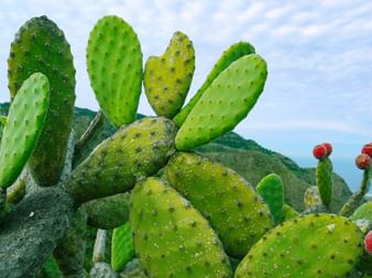 Eurohike Wanderreisen - Vielfalt auf Teneriffa
