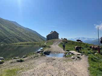 Ein Bergsee mit einer Alm und grasenden Kühen