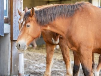 Zwei braune Zugpferde mit schwarzen Mähnen stehen in einem Stallhof. Das vordere Pferd hat eine weiße Blesse im Gesicht.