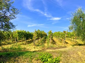 Weinterrasse in Montecatini Terme