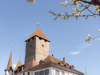 Château de Spiez avec tour en pierre et bâtiment blanc encadré par des fleurs blanches printanières. Rangées de vignes sur la colline.