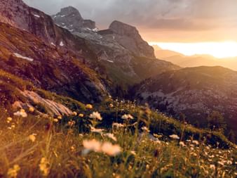 Prairie alpine avec fleurs sauvages au premier plan, pics rocheux dramatiques de Sanetsch en Valais pendant l'heure dorée au coucher.