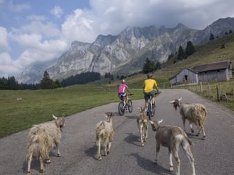 Zwei Mountainbiker fahren einen Berg hinunter auf der Panorama Bike Tour in der Ostschweiz. Hinter ihnen sind fünf Ziegen.