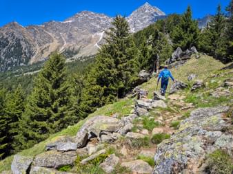 Randonneuse en veste bleue marchant sur sentier rocheux avec bâtons. Paysage alpin avec sommets enneigés et forêt de conifères.