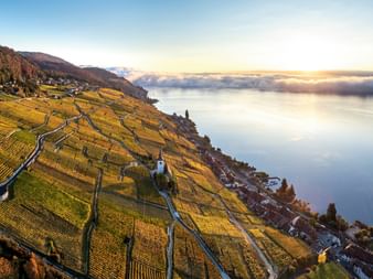 Vignes en terrasses sur les coteaux surplombant le lac de Bienne au coucher du soleil, avec des couleurs dorées d'automne et de la brume.