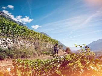 Deux randonneurs marchant sur un sentier à travers des vignobles en terrasses dans les Alpes suisses avec des murs de pierre et vue montagne.